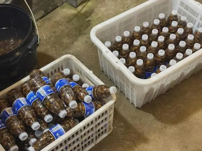 装瓶准备冷冻的蝉。图/九派新闻